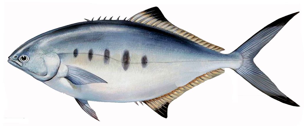 Campogramma glaycos_005